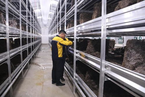 通渭 首家工厂化双孢菇栽培基地迎来采菇季