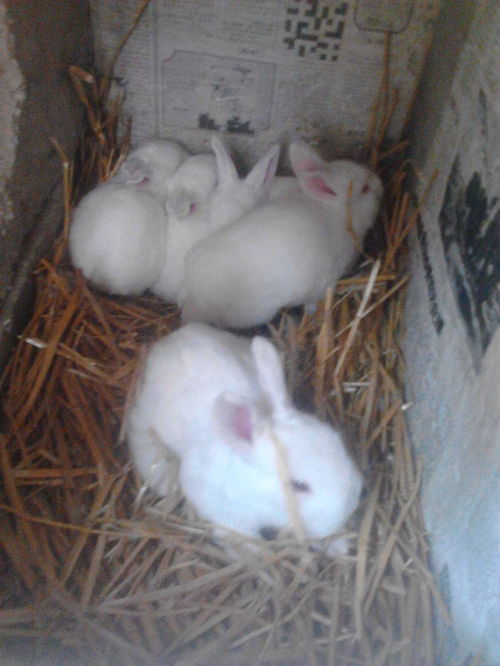 种公兔的饲养管理,如何掌握兔子的配种期