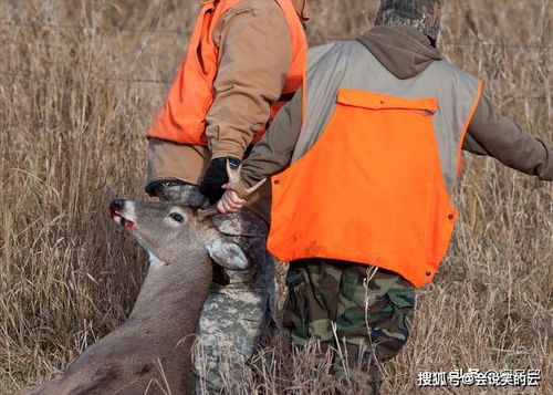 人类每年能杀死多少动物 美国一年能宰杀310万只水貂